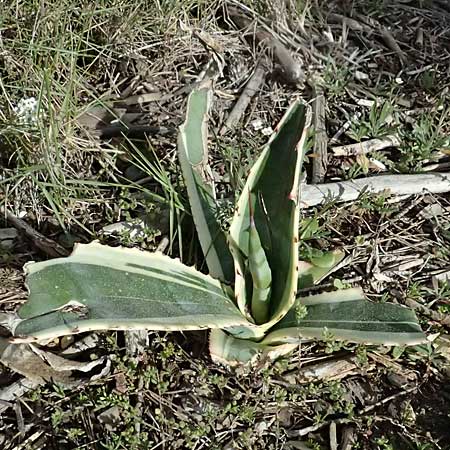 Agave americana var. marginata \ Buntblttrige Agave, F Martigues 17.3.2024