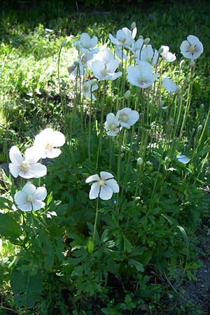 Anemone baldensis \ Monte-Baldo-Anemone, Tiroler Windrschen, F Pyrenäen, Eyne, Museum-Garden 26.6.2008