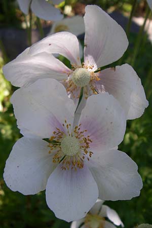 Anemone baldensis \ Monte-Baldo-Anemone, Tiroler Windrschen, F Pyrenäen, Eyne, Museum-Garden 26.6.2008