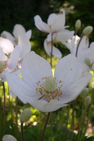 Anemone baldensis \ Monte-Baldo-Anemone, Tiroler Windrschen, F Pyrenäen, Eyne, Museum-Garden 26.6.2008