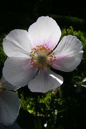 Anemone baldensis \ Monte-Baldo-Anemone, Tiroler Windrschen, F Pyrenäen, Eyne, Museum-Garden 26.6.2008