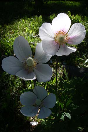 Anemone baldensis \ Monte-Baldo-Anemone, Tiroler Windrschen, F Pyrenäen, Eyne, Museum-Garden 26.6.2008