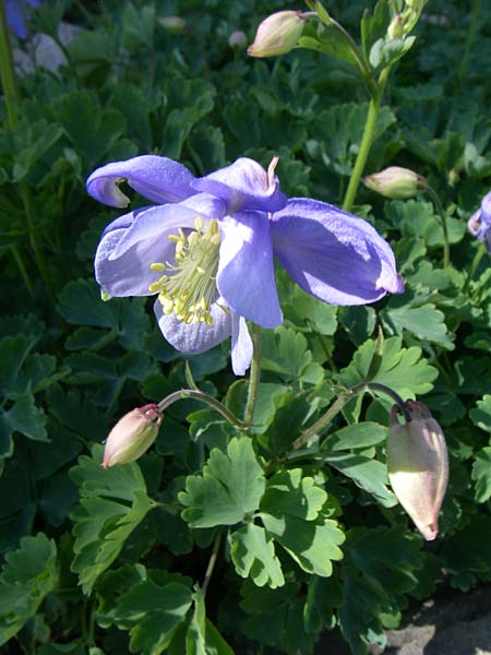 Aquilegia bernardi \ Bernards Akelei, F Col de Lautaret Botan. Gar. 28.6.2008