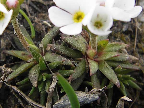 Androsace adfinis subsp. brigantiaca \ Briancon-Mannsschild, F Col de la Bonette 8.7.2016