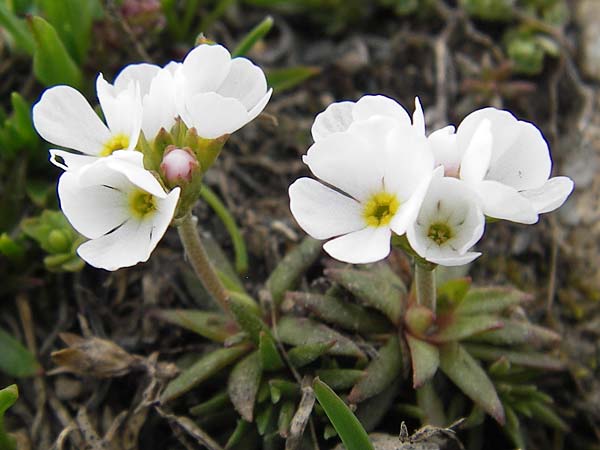 Androsace adfinis subsp. brigantiaca \ Briancon-Mannsschild / Briancon Rock Jasmine, F Col de la Bonette 8.7.2016