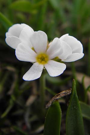 Androsace adfinis subsp. brigantiaca \ Briancon-Mannsschild, F Col de la Bonette 8.7.2016