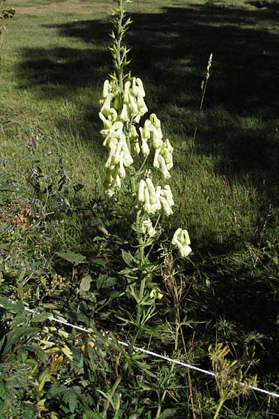 Aconitum lycoctonum subsp. neapolitanum \ Hahnenfublttriger Eisenhut, F Pyrenäen, Eyne 9.8.2006