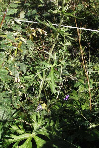 Aconitum lycoctonum subsp. neapolitanum \ Hahnenfublttriger Eisenhut, F Pyrenäen, Eyne 9.8.2006