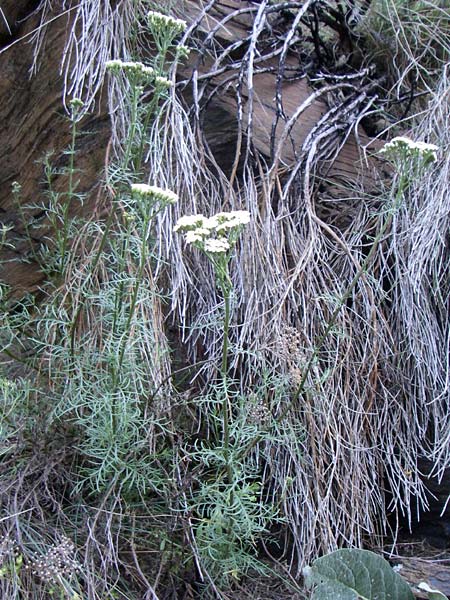 Achillea chamaemelifolia \ Andorra-Schafgarbe / Chamomile-Leaved Yarrow, F Pyrenäen/Pyrenees, Err 26.6.2008