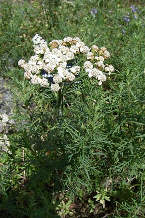Achillea chamaemelifolia \ Andorra-Schafgarbe / Chamomile-Leaved Yarrow, F Vogesen/Vosges, Botan. Gar.  Haut Chitelet 5.8.2008