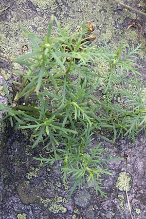 Achillea chamaemelifolia \ Andorra-Schafgarbe, F Vogesen, Botan. Gar.  Haut Chitelet 5.8.2008