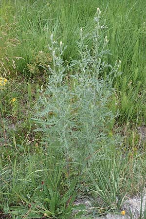 Artemisia chamaemelifolia \ Kamillen-Beifu / Chamomile-Leaved Artemisia, F Savines-le-Lac 8.7.2016