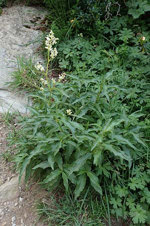 Koenigia alpina \ Alpen-Knterich / Alpine Knotweed, F Pyrenäen/Pyrenees, Eyne 4.8.2018