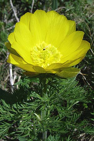 Adonis pyrenaica / Pyrenean Pheasant's Eye, F Pyrenees, Eyne 25.6.2008