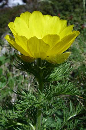 Adonis pyrenaica \ Pyrenen-Adonisrschen / Pyrenean Pheasant's Eye, F Pyrenäen/Pyrenees, Eyne 25.6.2008