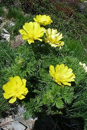 Adonis pyrenaica \ Pyrenen-Adonisrschen / Pyrenean Pheasant's Eye, F Pyrenäen/Pyrenees, Eyne 25.6.2008