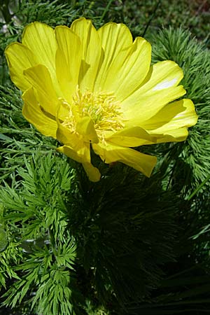 Adonis pyrenaica / Pyrenean Pheasant's Eye, F Pyrenees, Eyne 25.6.2008