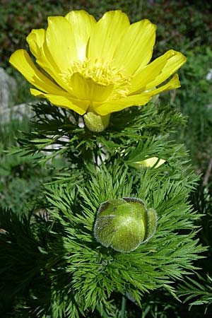 Adonis pyrenaica \ Pyrenen-Adonisrschen / Pyrenean Pheasant's Eye, F Pyrenäen/Pyrenees, Eyne 25.6.2008