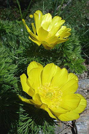 Adonis pyrenaica / Pyrenean Pheasant's Eye, F Pyrenees, Eyne 25.6.2008