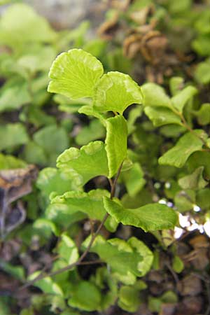 Adiantum capillus-veneris \ Venushaar, Echter Frauenhaar-Farn / Maidenhair Fern, F Le Rozier (Tarn) 28.5.2009