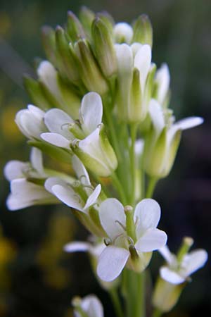 Arabis glabra \ Kahles Turmkraut / Tower Mustard, F Pyrenäen/Pyrenees, Err 26.6.2008