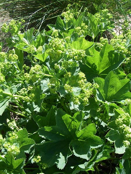 Alchemilla glomerulans ? \ Knuel-Frauenmantel, F Col de Lautaret Botan. Gar. 28.6.2008