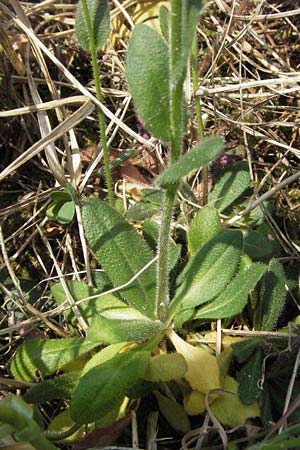 Arabis hirsuta / Hairy Rock-Cress, F Alsace, Westhalten 28.4.2007