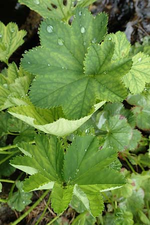 Alchemilla xanthochlora \ Gelbgrner Frauenmantel, F Col de la Bonette 8.7.2016