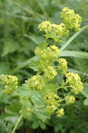 Alchemilla xanthochlora \ Gelbgrner Frauenmantel / Intermediate Lady's Mantle, F Col de la Bonette 8.7.2016