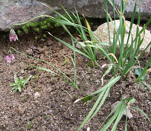 Allium insubricum / Lombardy Garlic, Piedmont Garlic, F Vosges, Botan. Gar.  Haut Chitelet 5.8.2008