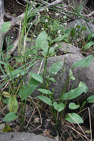 Alisma plantago-aquatica \ Gewhnlicher Froschlffel / Water-Plantain, F Pyrenäen/Pyrenees, Eus 14.8.2006