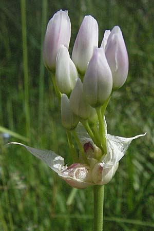 Allium roseum \ Rosen-Lauch / Rosy Garlic, F Le Muy 12.5.2007