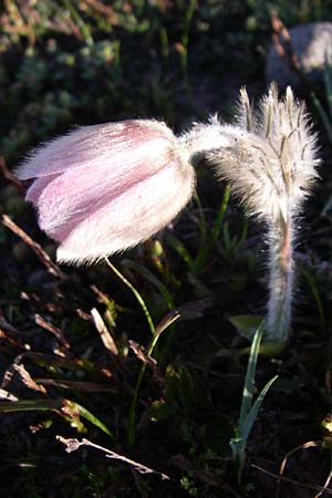 Pulsatilla vernalis \ Frhlings-Kuhschelle, Pelz-Anemone, F Col de Granon 22.6.2008