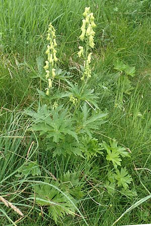 Aconitum lycoctonum subsp. neapolitanum \ Hahnenfublttriger Eisenhut, F Col de la Bonette 8.7.2016