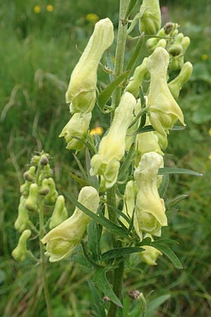 Aconitum lycoctonum subsp. neapolitanum \ Hahnenfublttriger Eisenhut, F Col de la Bonette 8.7.2016