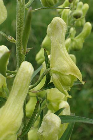 Aconitum lycoctonum subsp. neapolitanum \ Hahnenfublttriger Eisenhut / Lamarck's Wolfsbane, F Col de la Bonette 8.7.2016