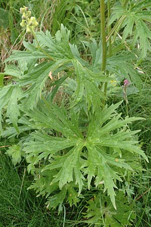 Aconitum lycoctonum subsp. neapolitanum \ Hahnenfublttriger Eisenhut / Lamarck's Wolfsbane, F Col de la Bonette 8.7.2016