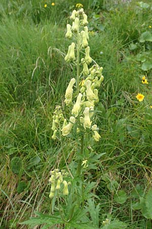 Aconitum lycoctonum subsp. neapolitanum \ Hahnenfublttriger Eisenhut, F Col de la Bonette 8.7.2016