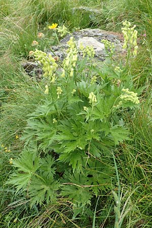 Aconitum lycoctonum subsp. neapolitanum / Lamarck's Wolfsbane, F Col de la Bonette 8.7.2016