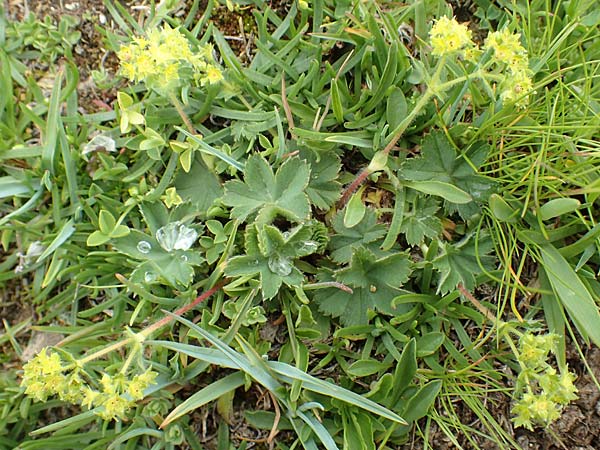 Alchemilla hybrida agg. \ Weichhaariger Frauenmantel, Bastard-Frauenmantel / Bastard Lady's Mantle, F Col de la Bonette 8.7.2016