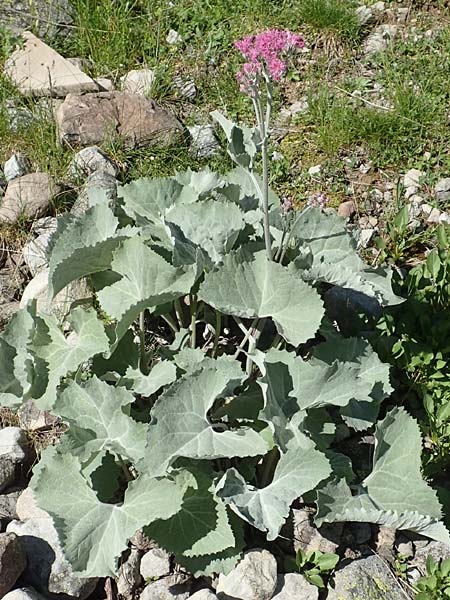 Adenostyles leucophylla \ Weifilziger Alpendost / Wooly Adenostyles, F Col de la Cayolle 9.7.2016