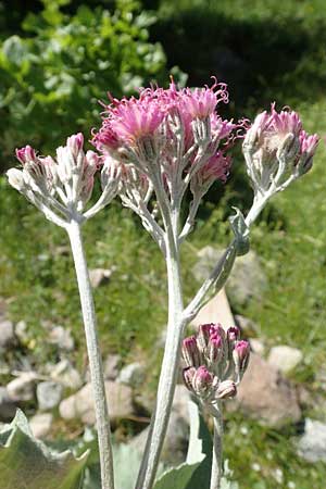 Adenostyles leucophylla \ Weifilziger Alpendost, F Col de la Cayolle 9.7.2016