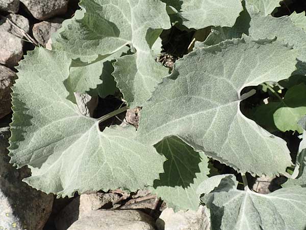 Adenostyles leucophylla \ Weifilziger Alpendost, F Col de la Cayolle 9.7.2016