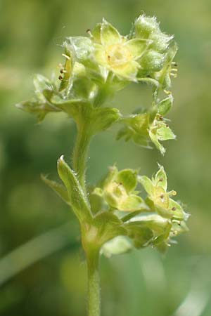 Alchemilla nitida \ Glanz-Frauenmantel, F Collet de Allevard 9.7.2016