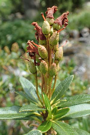 Rhododendron ferrugineum \ Rostblttrige Alpenrose, F Pyrenäen, Eyne 4.8.2018