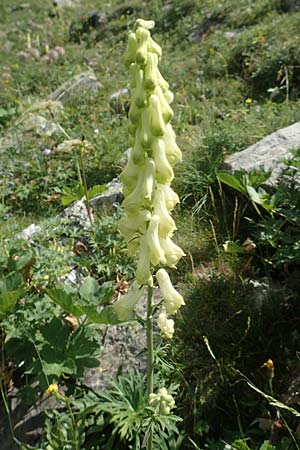 Aconitum lycoctonum subsp. neapolitanum \ Hahnenfußblättriger Eisenhut / Lamarck's Wolfsbane, F Pyrenäen/Pyrenees, Eyne 4.8.2018