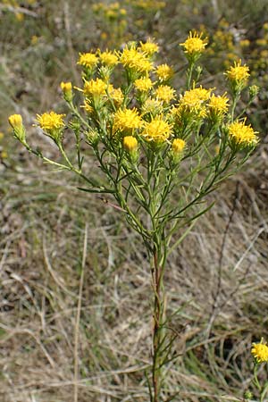 Galatella linosyris \ Gold-Aster / Goldilocks Aster, F Elsass/Alsace, Westhalten 24.9.2021