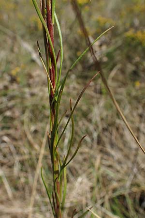 Galatella linosyris \ Gold-Aster, F Elsass, Westhalten 24.9.2021