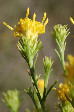 Galatella linosyris \ Gold-Aster / Goldilocks Aster, F Elsass/Alsace, Westhalten 24.9.2021