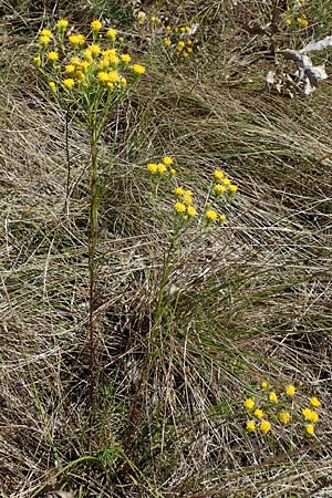 Galatella linosyris \ Gold-Aster / Goldilocks Aster, F Elsass/Alsace, Westhalten 24.9.2021